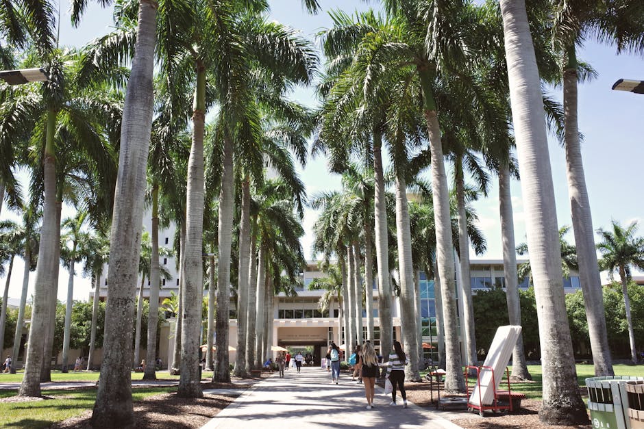 Palm tree-lined pathway on the University of Miami campus, Coral Gables, Florida.